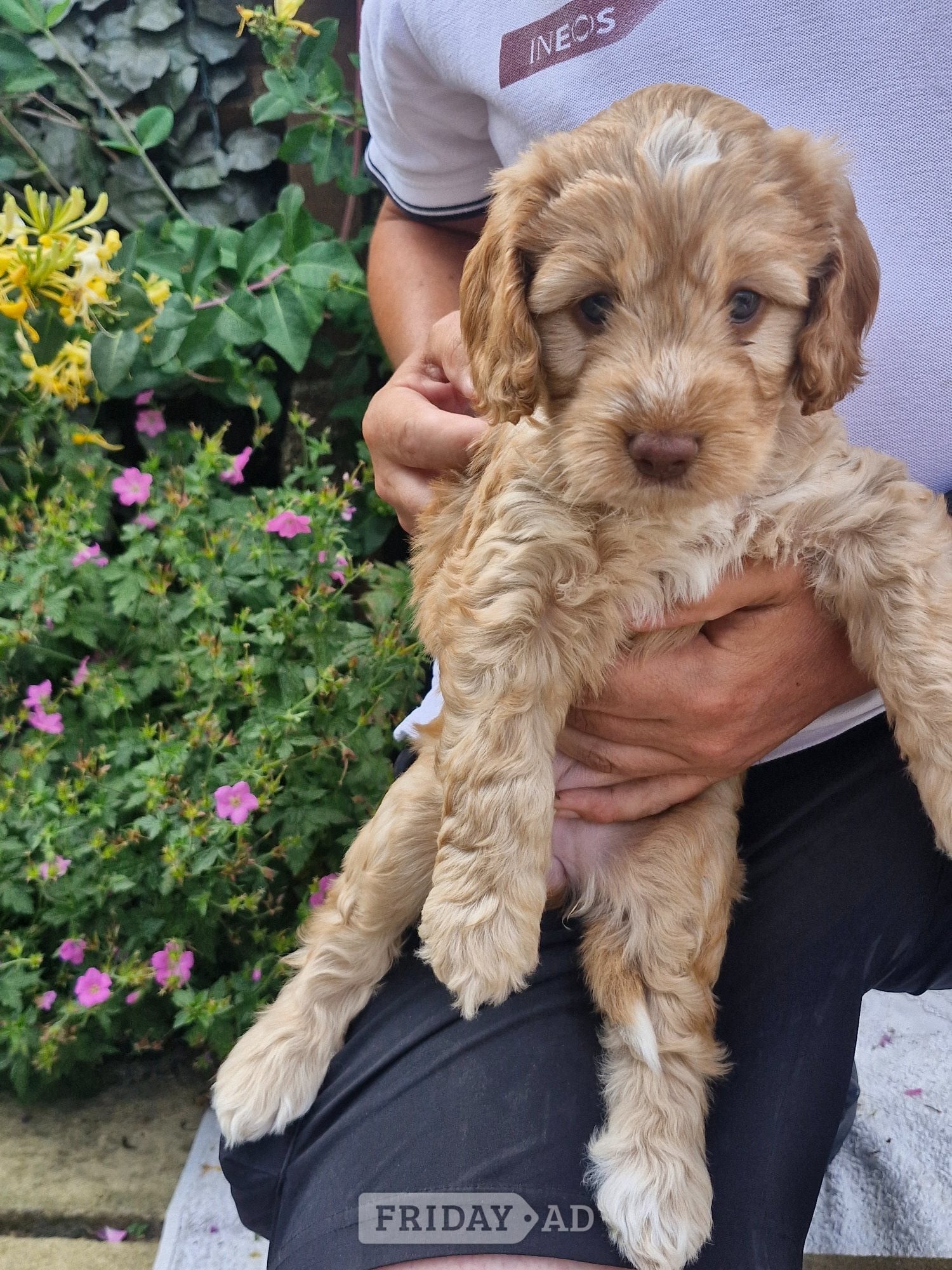Coventry Beautiful Cockapoo puppies