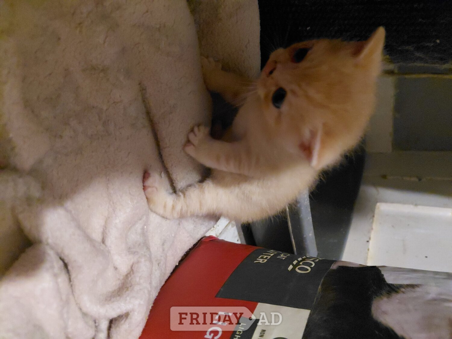 Boy scotish straight girl scotish fold  - Cats & Kittens in Eastbourne