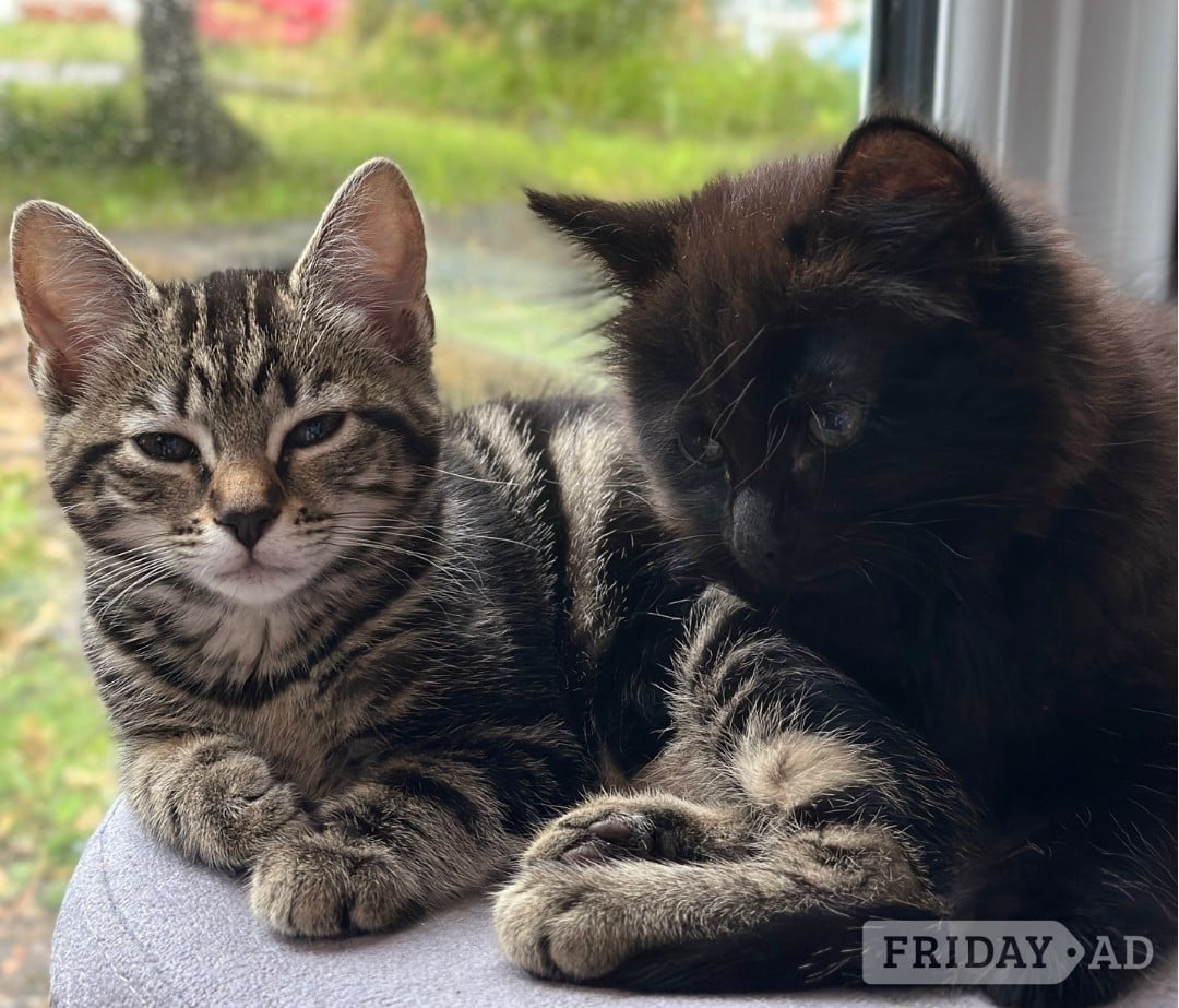 Kittens Ready for there New Loving Homes 1 Girl Tabby 1 Boy Super Fluffy 11 wks old in Hastings