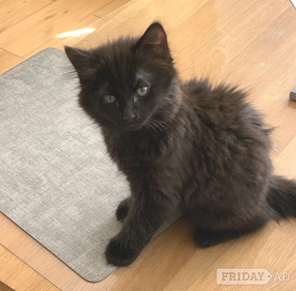 Kittens Ready for there New Loving Homes 1 Girl Tabby 1 Boy Super Fluffy 11 wks old