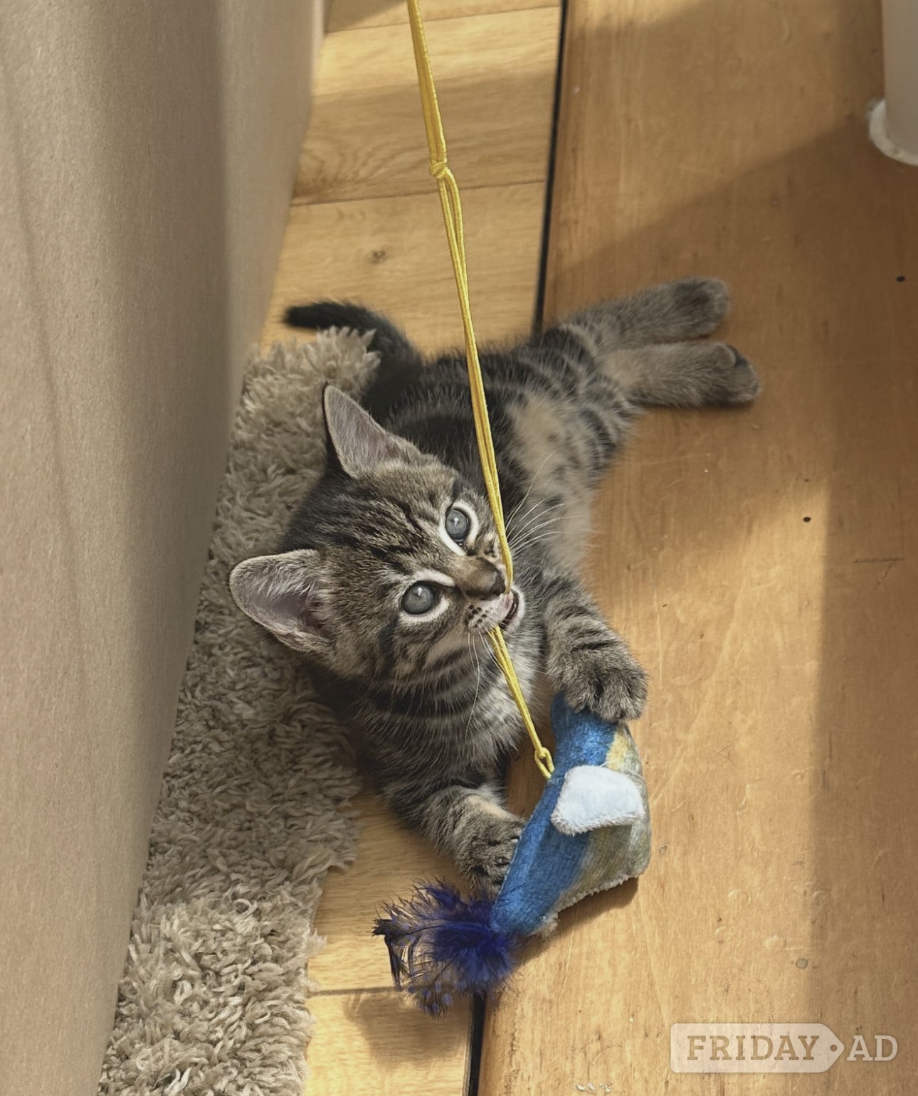 Hastings Kittens Ready for there New Loving Homes 1 Girl Tabby 1 Boy Super Fluffy 11 wks old