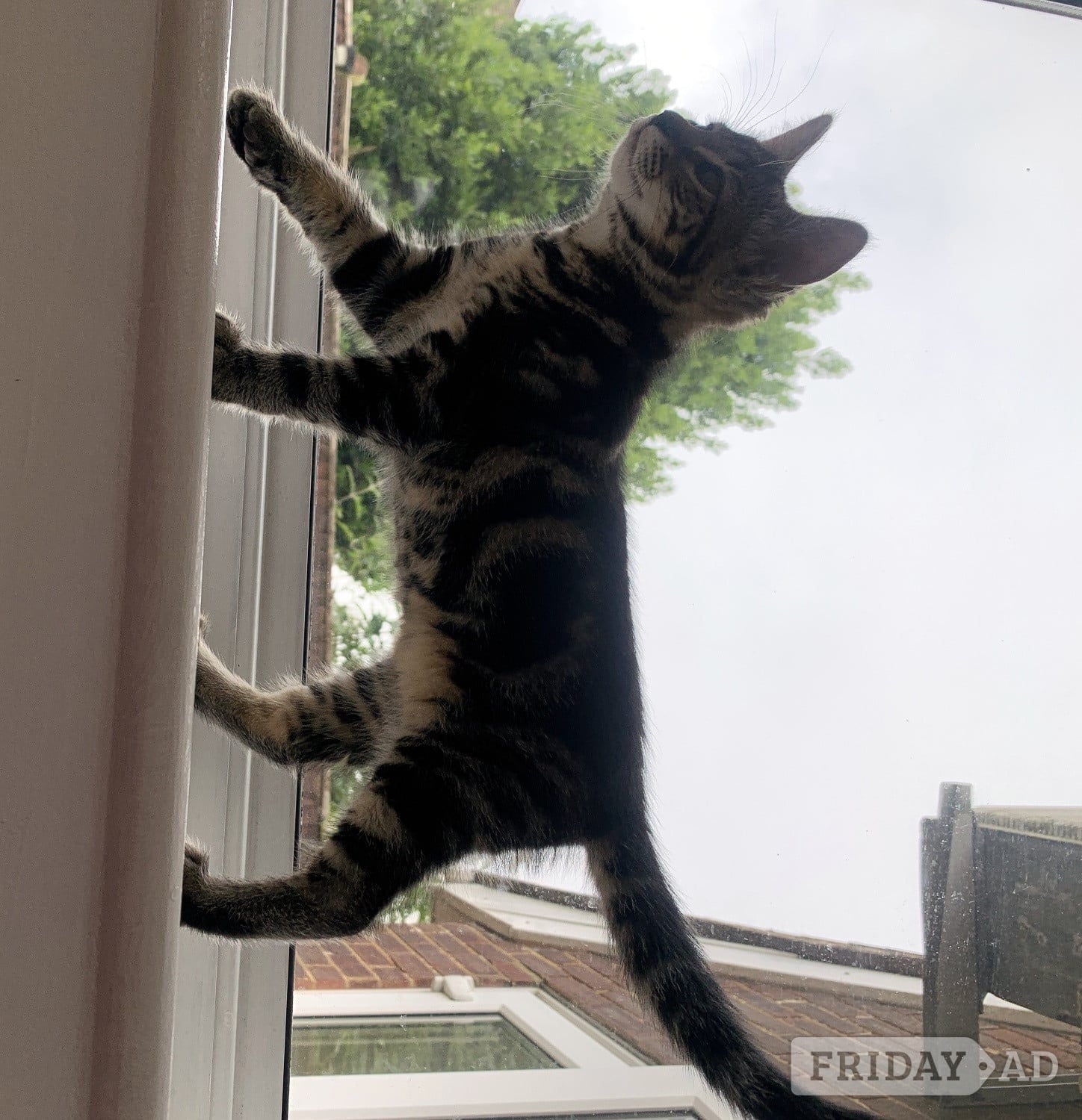 Kittens Ready for there New Loving Homes 1 Girl Tabby 1 Boy Super Fluffy 11 wks old - Cats & Kittens