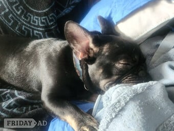 3 puppy left for sale 