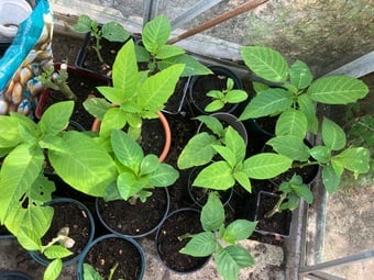 Brugmansia rooted small plants