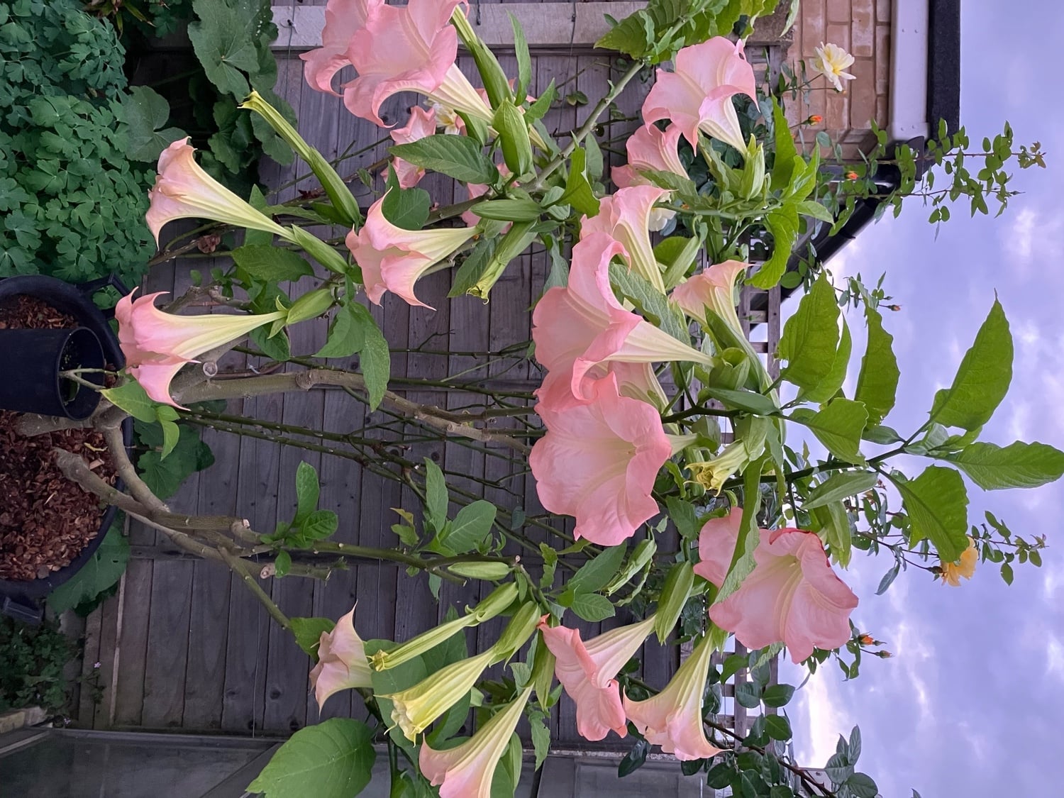 Brugmansia rooted small plants