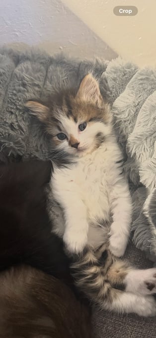 Stunning fluffy kittens maincoon cross British blue 