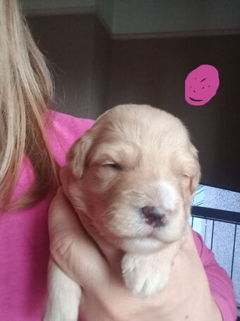 Cockapoo// jack please read for more info 