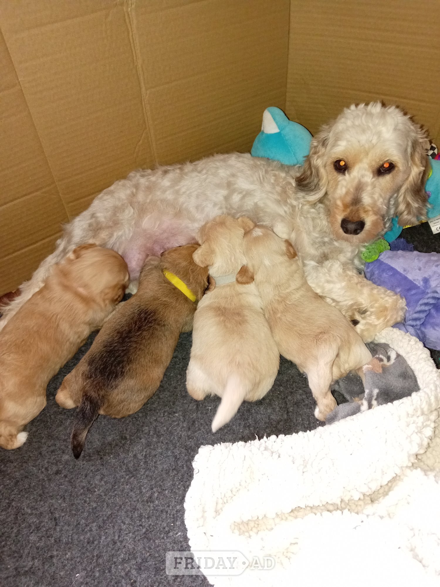 Cockapoo & jack Russell hybrid Ready in couple of weeks 