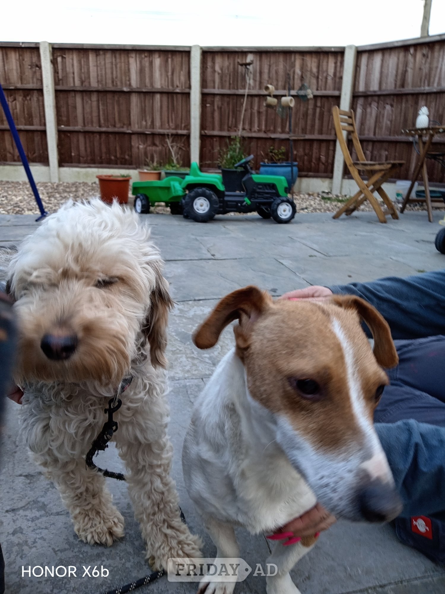 Skegness Cockapoo & jack Russell hybrid Ready in couple of weeks 