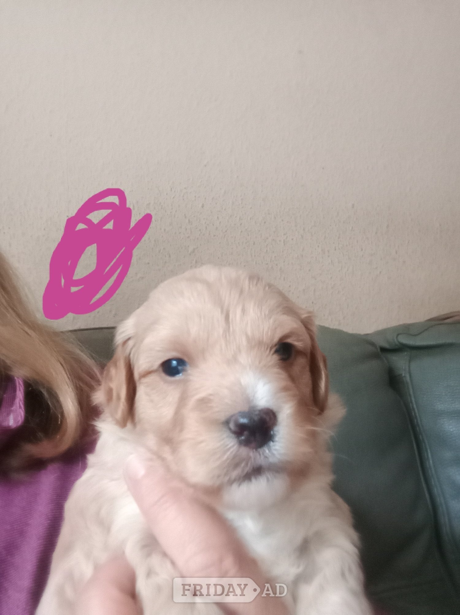 Cockapoo & jack Russell hybrid females nearly ready 