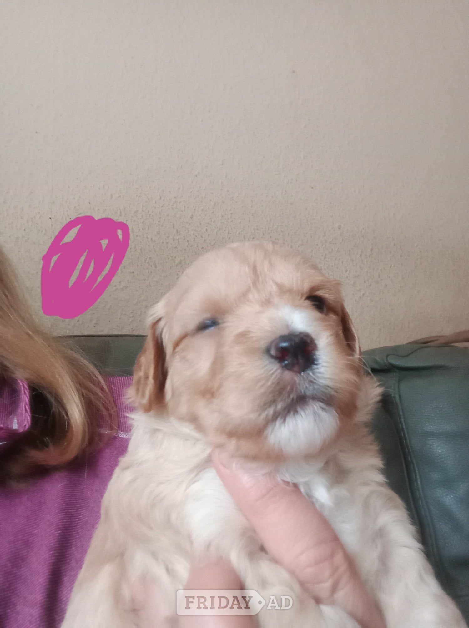 Skegness Cockapoo & jack Russell hybrid females nearly ready 