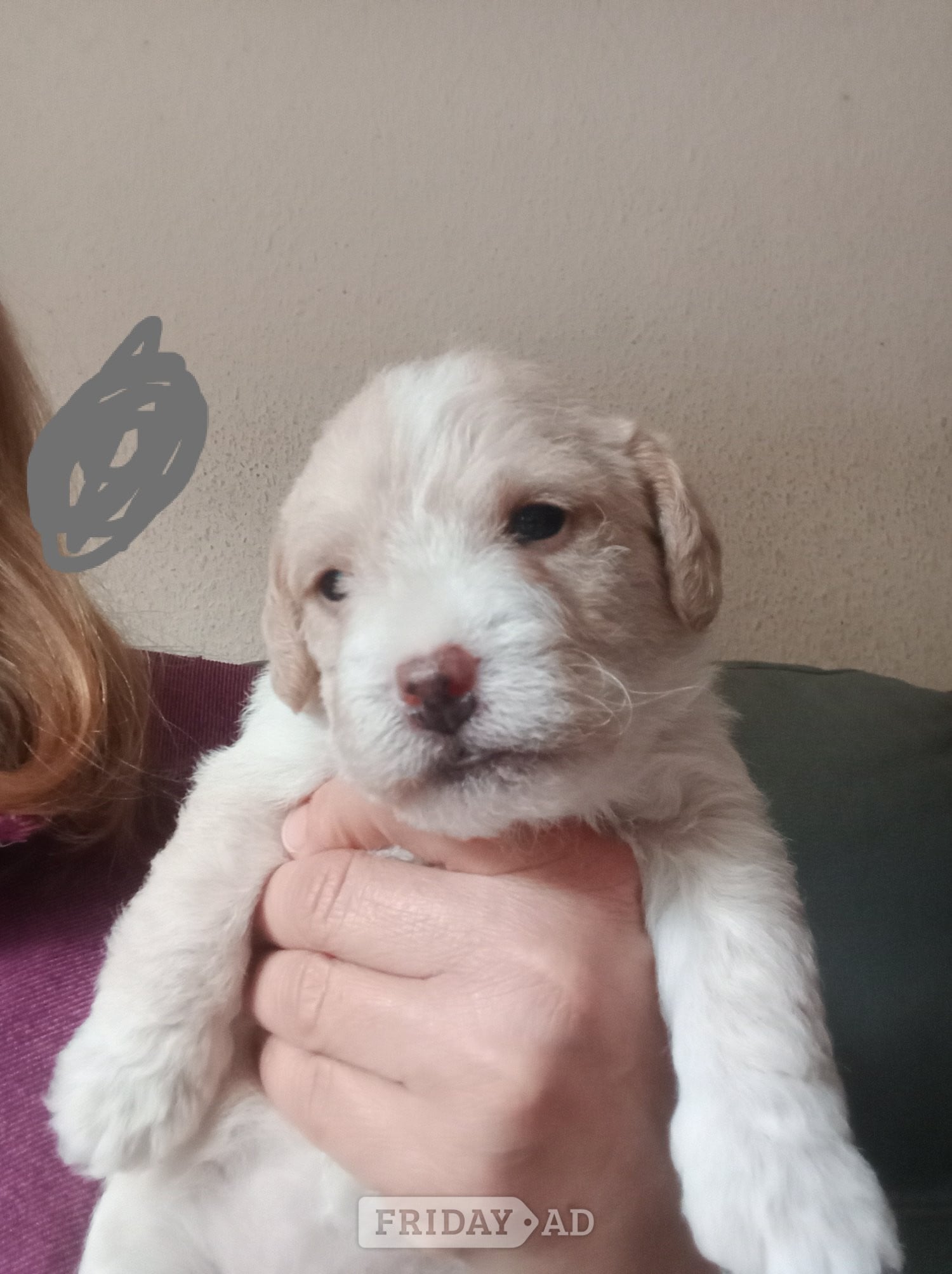 Cockapoo & jack Russell hybrid females nearly ready  - Dogs & Puppies in Skegness
