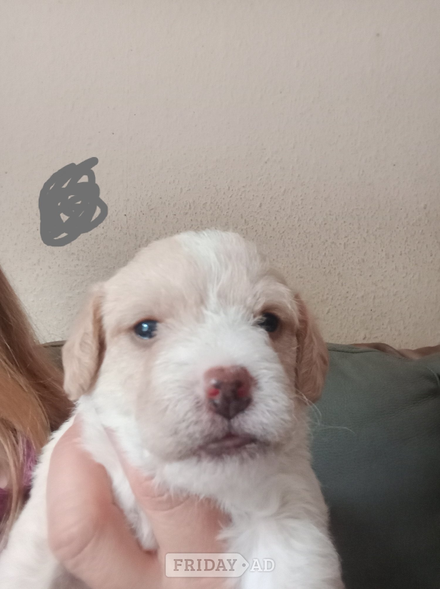 Cockapoo & jack Russell hybrid females nearly ready  - Dogs & Puppies