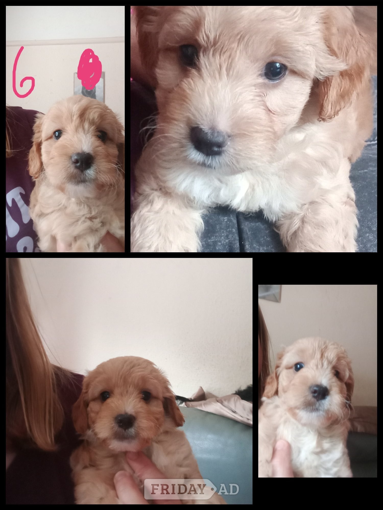 Cockapoo & jack Russell hybrid Ready in couple of weeks  - Dogs & Puppies in Skegness