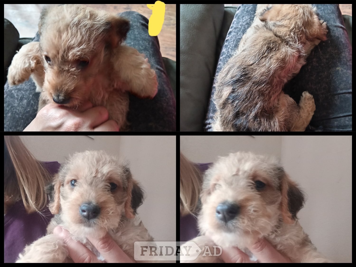 Cockapoo & jack Russell hybrid Ready in couple of weeks  - Dogs & Puppies