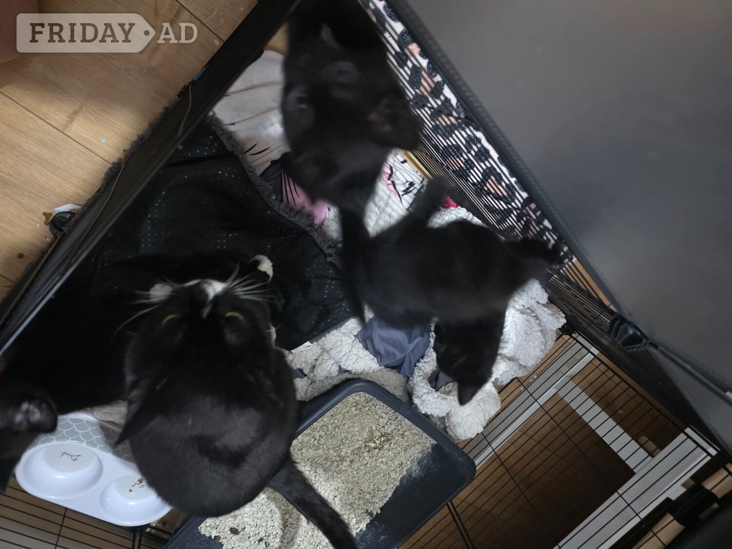 3 kittens. Black. 2 boys 1 girl in Chichester