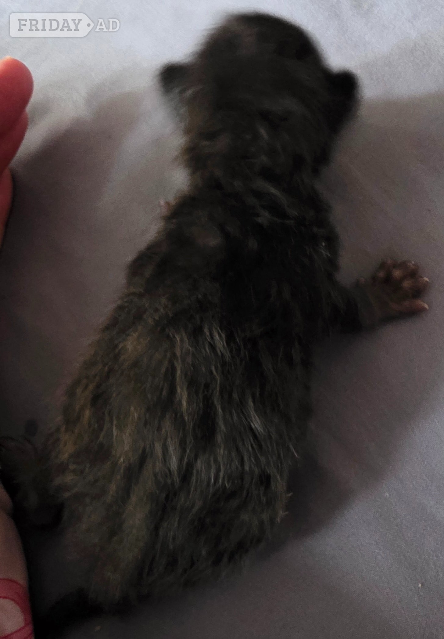 3 kittens. Black. 2 boys 1 girl - Cats & Kittens in Chichester