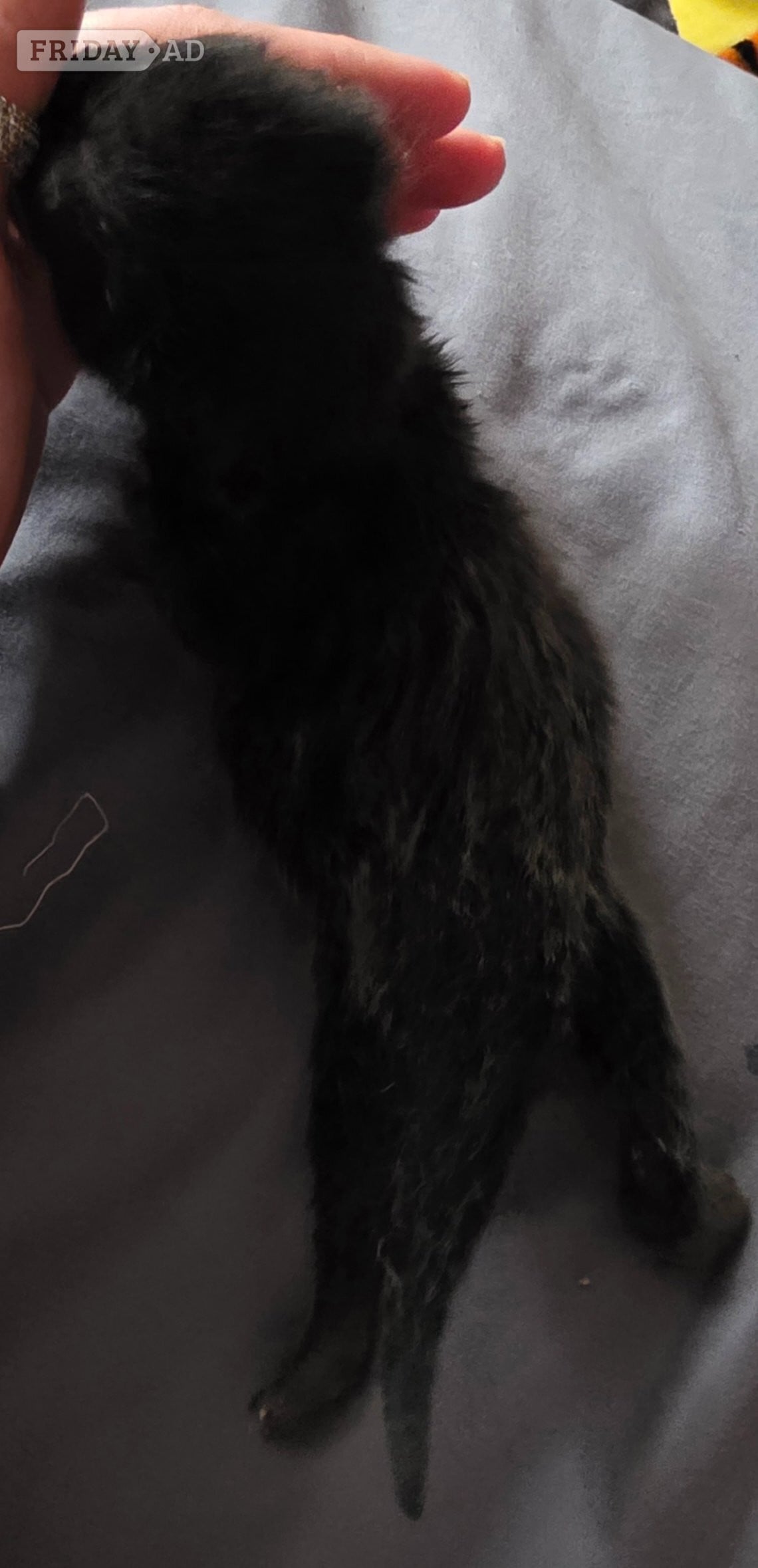 3 kittens. Black. 2 boys 1 girl - Cats & Kittens