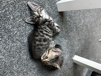 Only 2 kittens left 