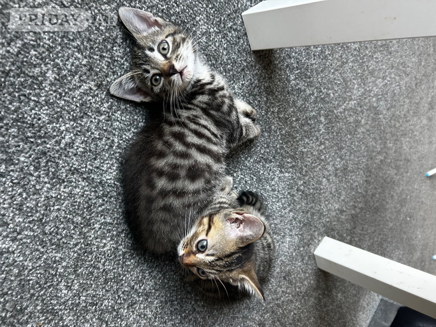 Only 2 kittens left  in Lancing