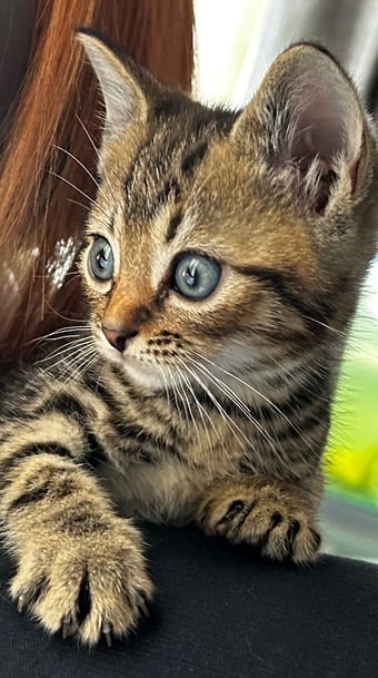 Stunning loving  kittens 