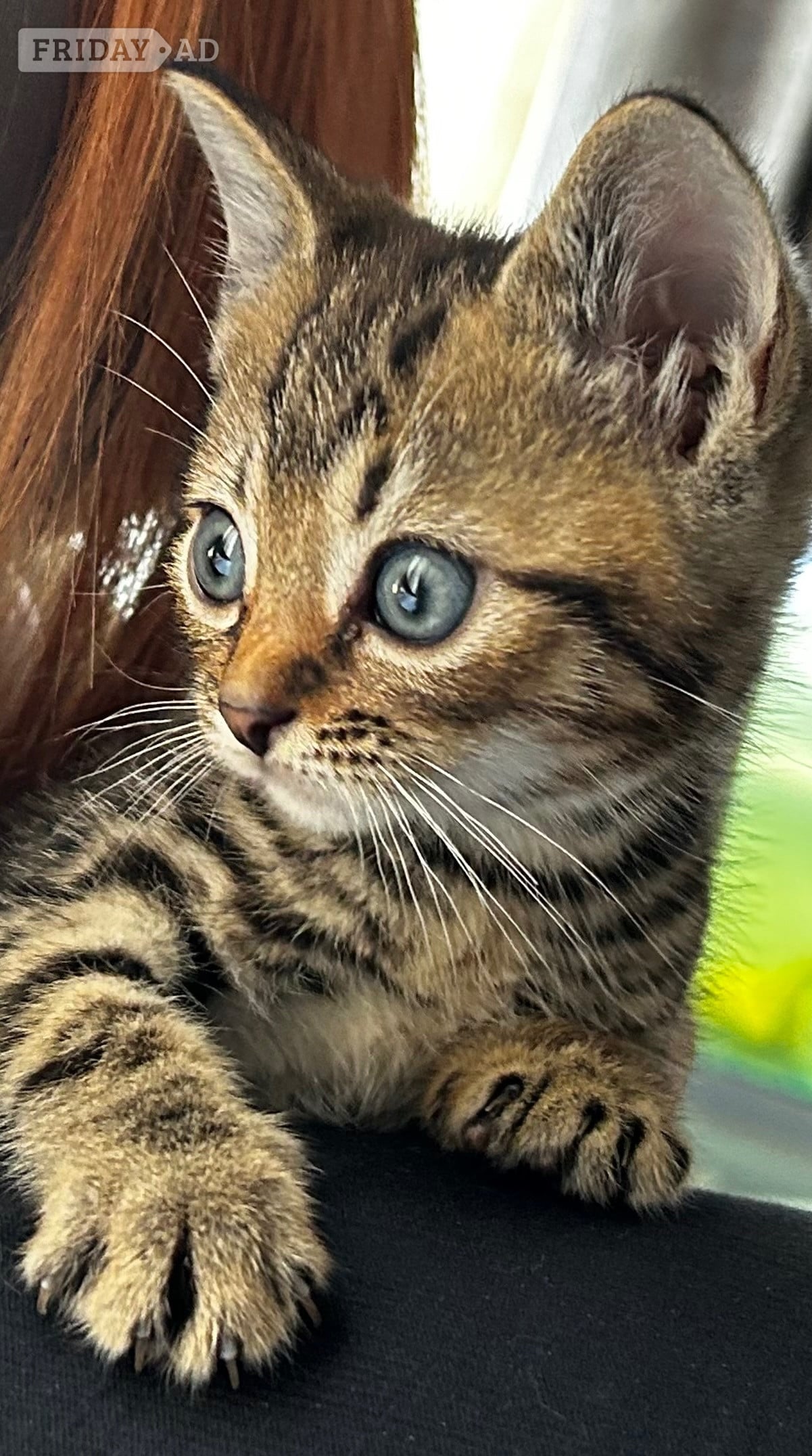 Stunning loving  kittens  in Lancing