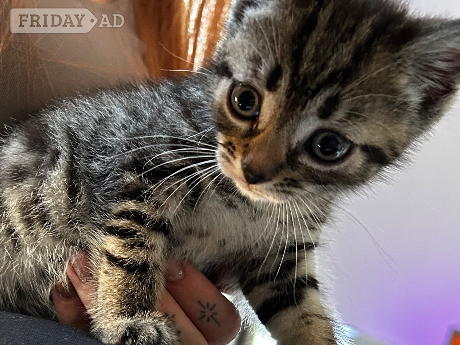 Stunning loving  kittens 