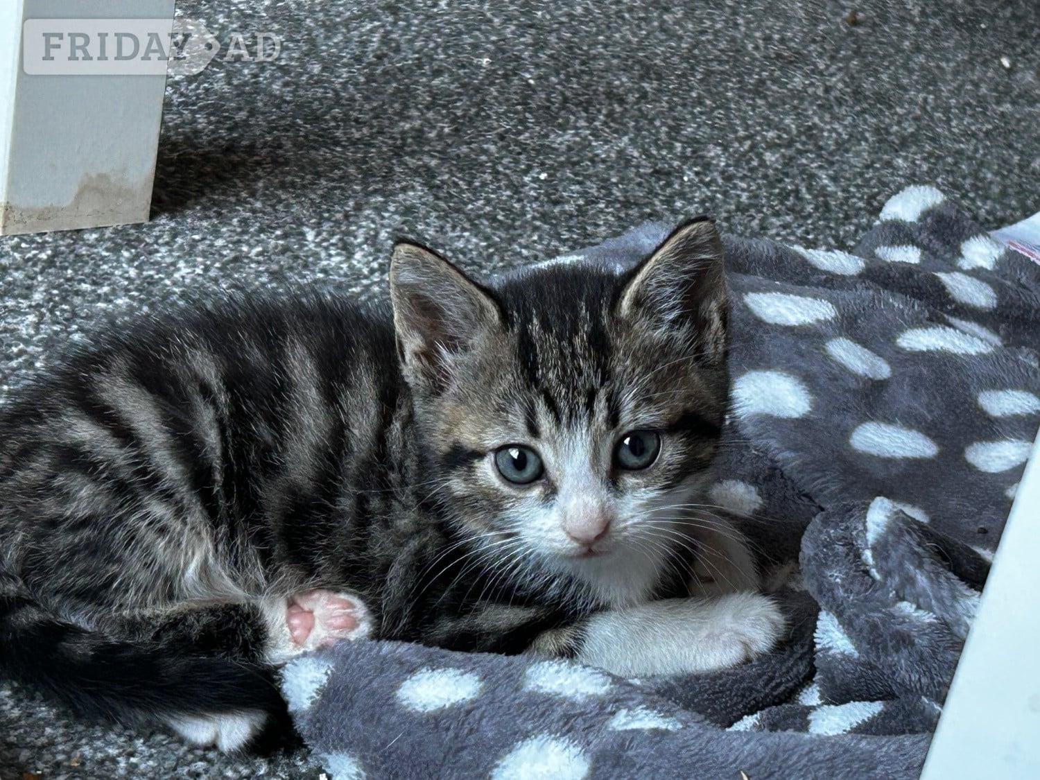 Lancing Stunning loving  kittens 