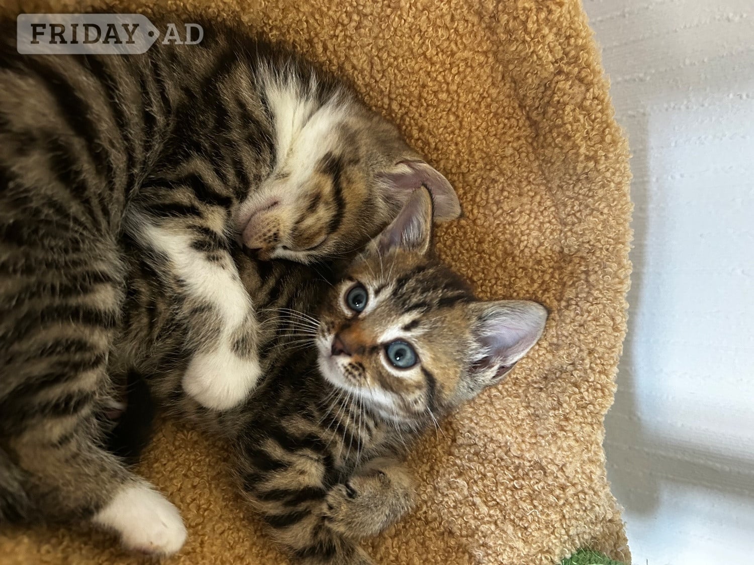 Stunning loving  kittens  - Cats & Kittens in Lancing
