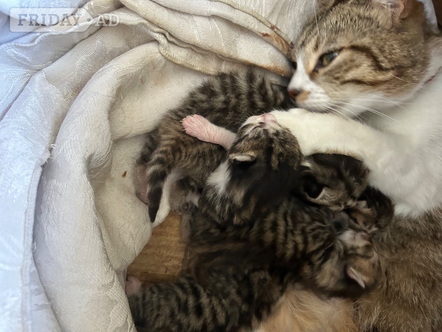 Stunning loving  kittens  - Cats & Kittens