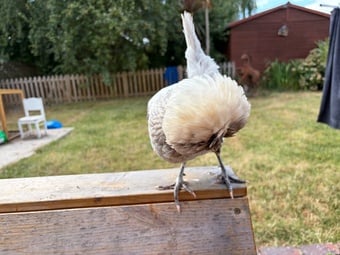 2 Polish hens 1 year old, both laying friendly, run available. 
