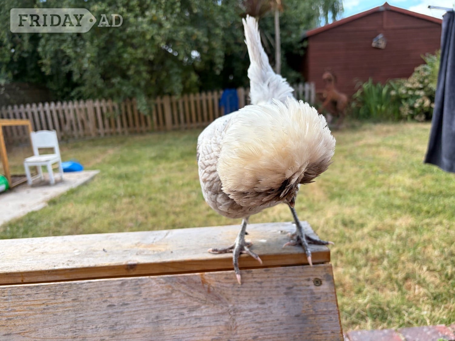2 Polish hens 1 year old, both laying friendly, run available.  in Hailsham