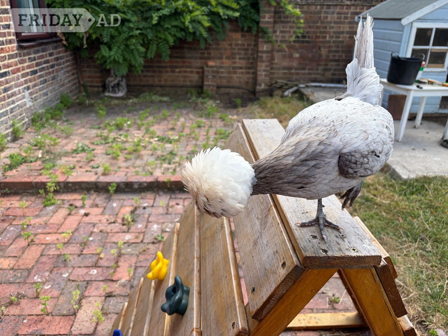 2 Polish hens 1 year old, both laying friendly, run available. 