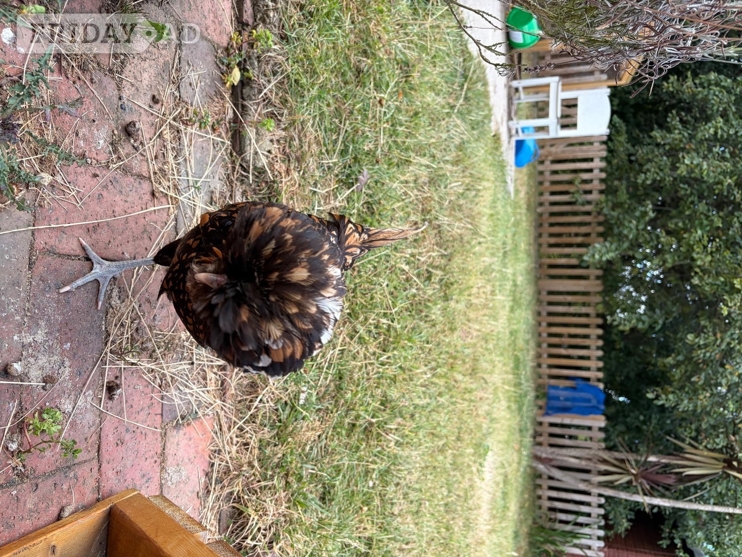 Hailsham 2 Polish hens 1 year old, both laying friendly, run available. 