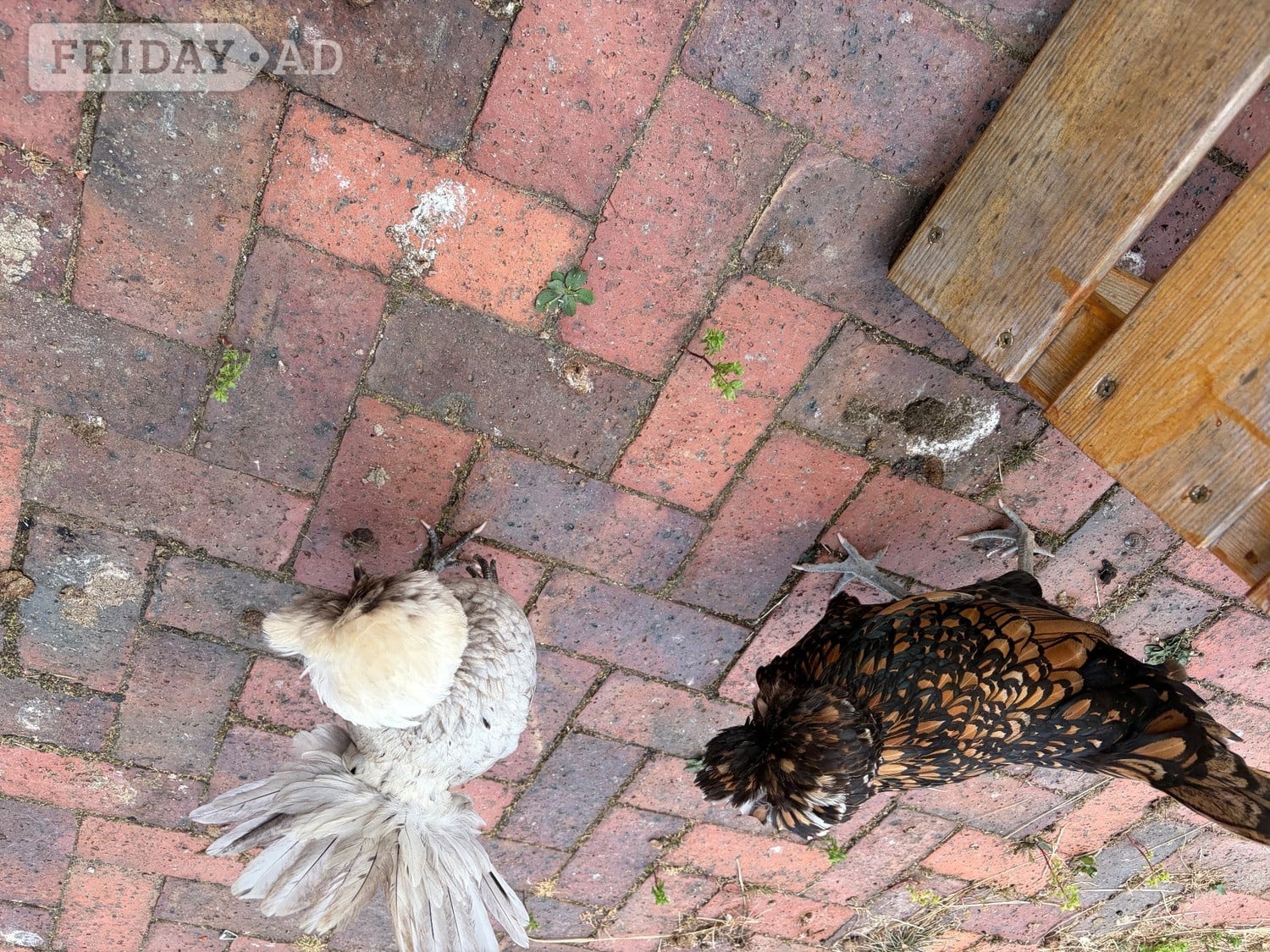 2 Polish hens 1 year old, both laying friendly, run available.  - Poultry in Hailsham