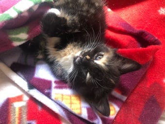 Mixed breed kittens