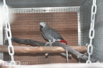 WANTED AFRICAN GREY ADULT FEMALE NEED NOT BE TAME .