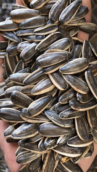 Skyscraper Sunflower Seed