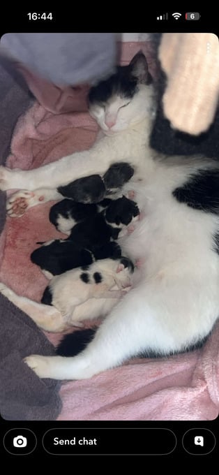 Four beautiful female kittens