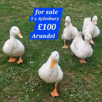 Aylesbury ducks arundel 