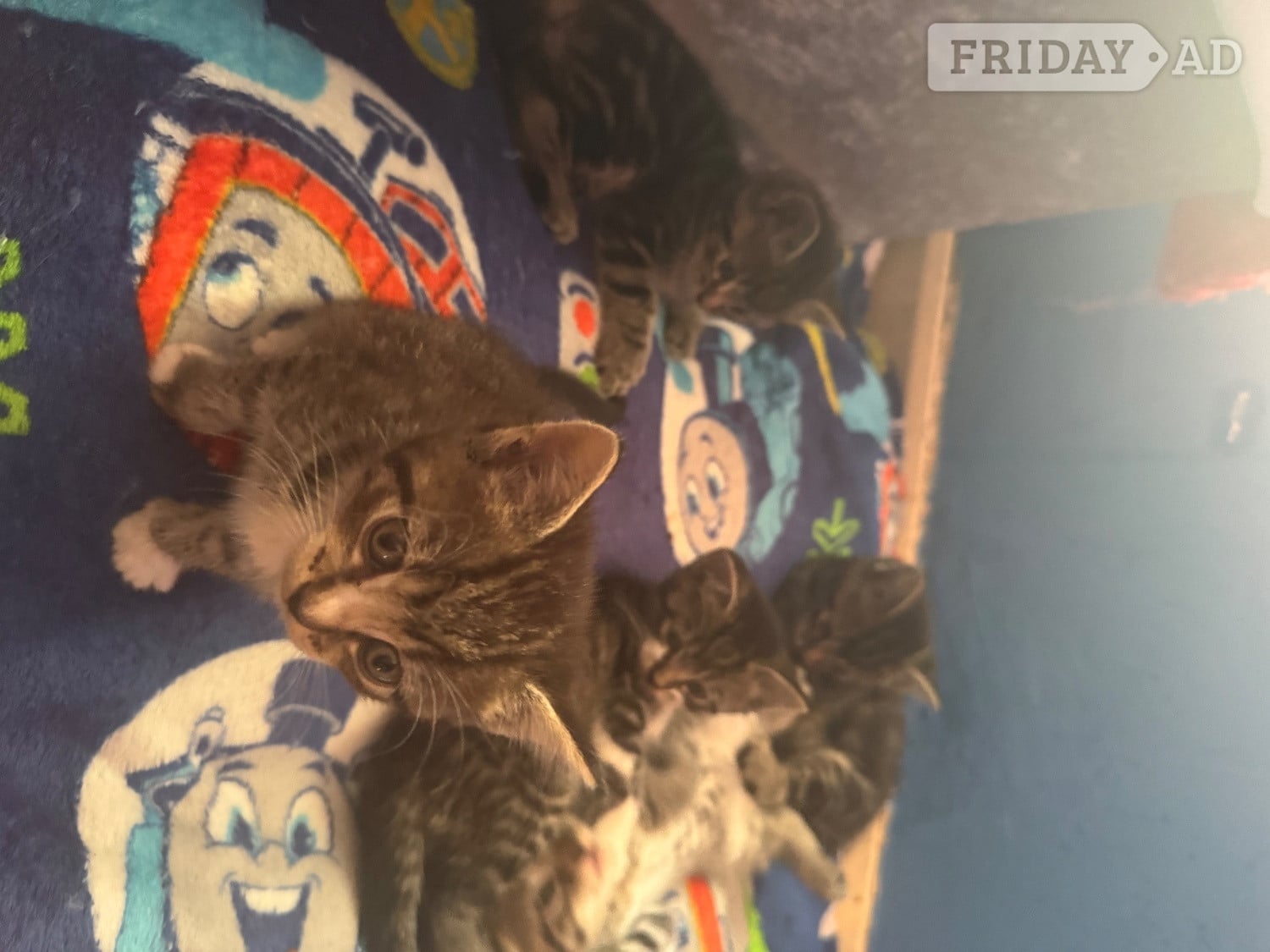 5 babies kittens 4 boys one girl their Mum is ia ragdoll and them dad is a tabby They will be ready to go on the 22nd of June. They are beautiful colour and very playful and friendly used to children and used to other animals or literature train and eat and drinking water i will be give them worming tablets and flea treatment as well be for them go to the lovely home u can see the mum and dad as well  in Bristol