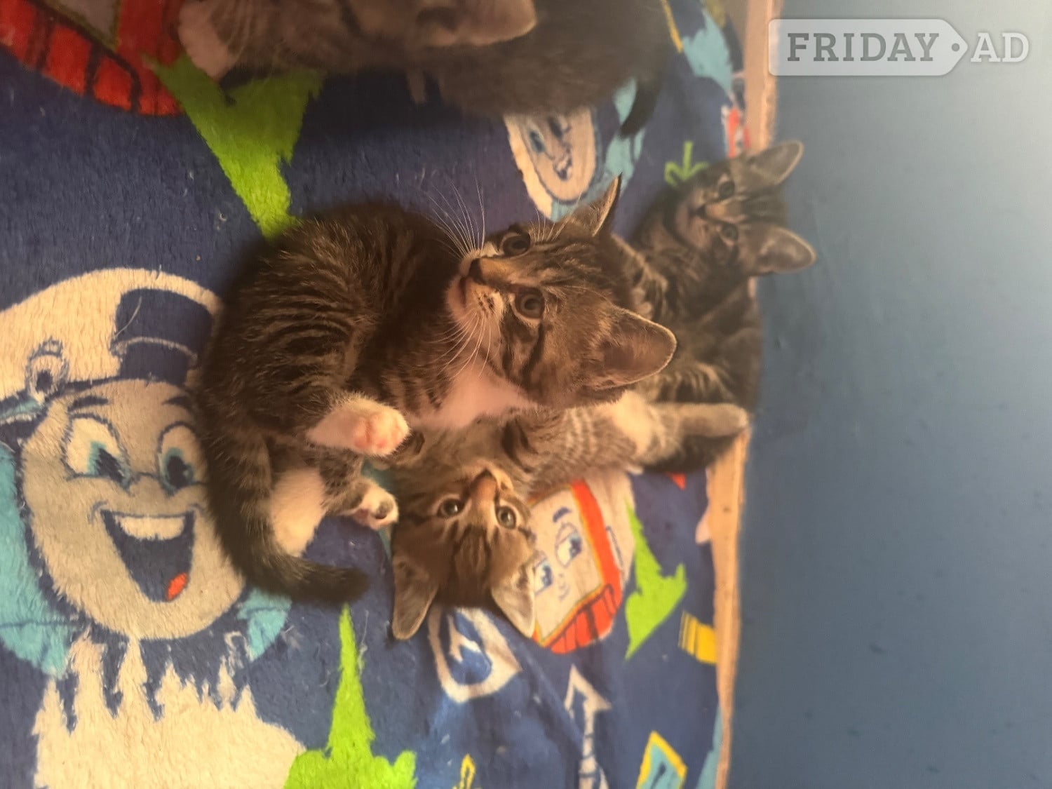 5 babies kittens 4 boys one girl their Mum is ia ragdoll and them dad is a tabby They will be ready to go on the 22nd of June. They are beautiful colour and very playful and friendly used to children and used to other animals or literature train and eat and drinking water i will be give them worming tablets and flea treatment as well be for them go to the lovely home u can see the mum and dad as well 