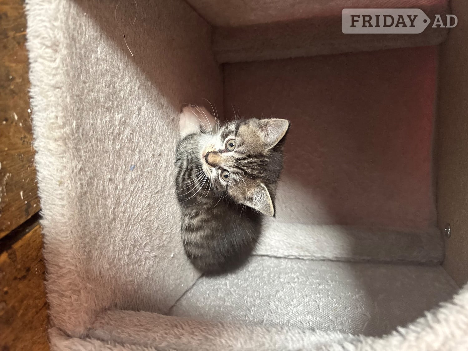 Bristol 5 babies kittens 4 boys one girl their Mum is ia ragdoll and them dad is a tabby They will be ready to go on the 22nd of June. They are beautiful colour and very playful and friendly used to children and used to other animals or literature train and eat and drinking water i will be give them worming tablets and flea treatment as well be for them go to the lovely home u can see the mum and dad as well 