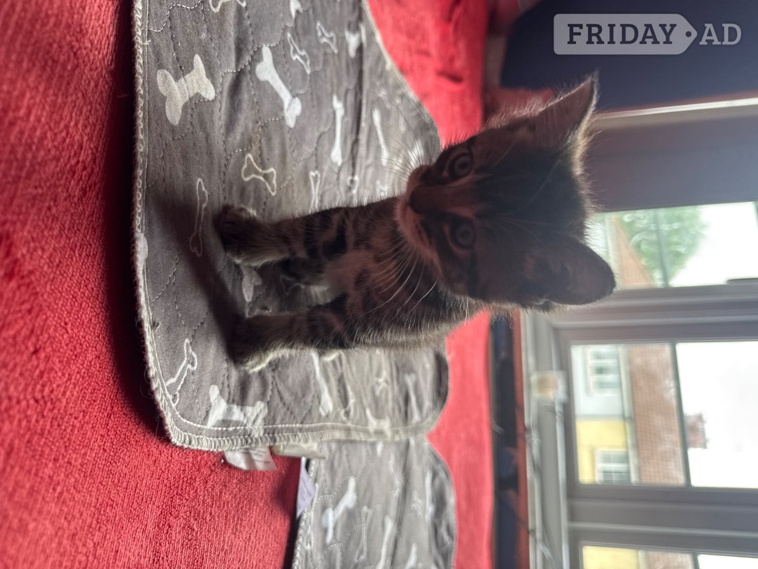 5 babies kittens 4 boys one girl their Mum is ia ragdoll and them dad is a tabby They will be ready to go on the 22nd of June. They are beautiful colour and very playful and friendly used to children and used to other animals or literature train and eat and drinking water i will be give them worming tablets and flea treatment as well be for them go to the lovely home u can see the mum and dad as well  - Cats & Kittens in Bristol
