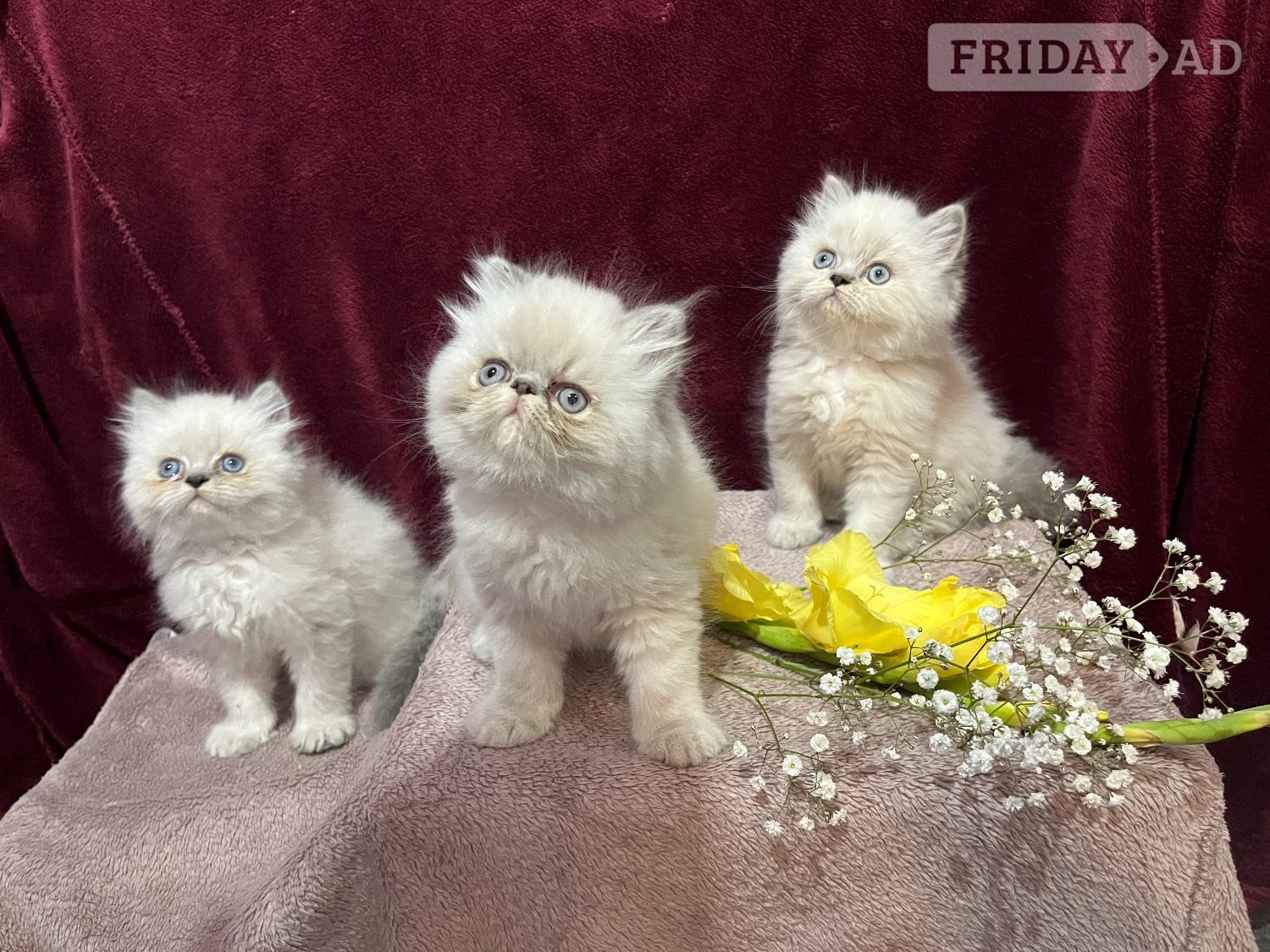 READY NOW. 3 STUNNING COLOURPOINT PERSIAN BOYS in Bromley