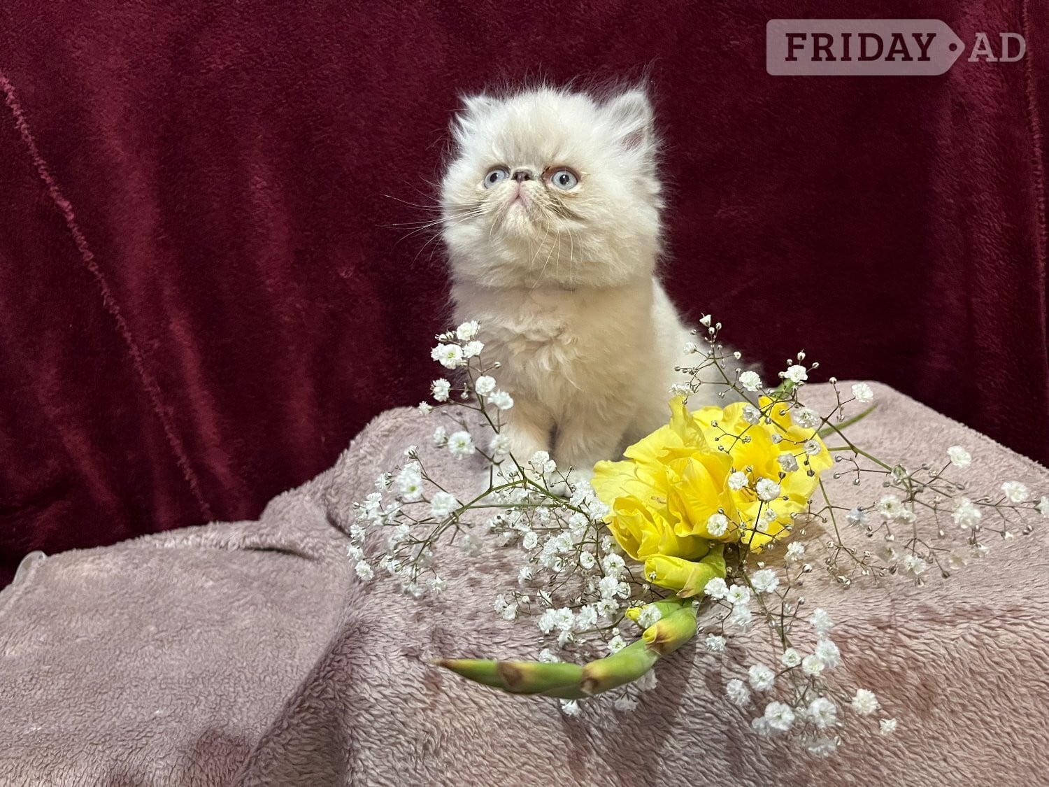 READY NOW. 3 STUNNING COLOURPOINT PERSIAN BOYS