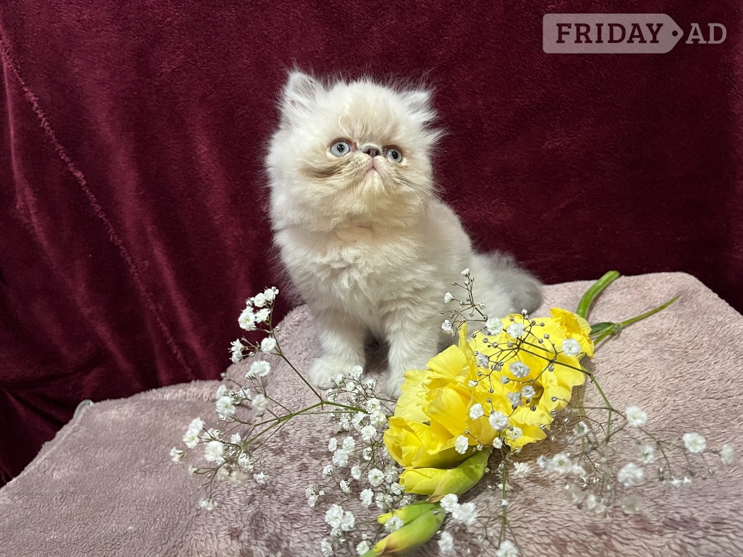Bromley READY NOW. 3 STUNNING COLOURPOINT PERSIAN BOYS