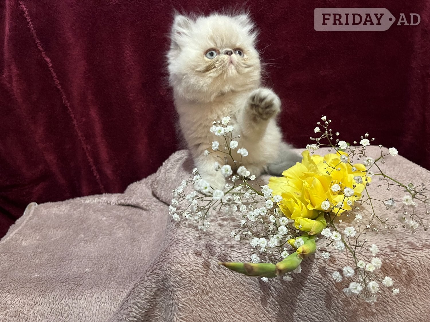READY NOW. 3 STUNNING COLOURPOINT PERSIAN BOYS - Cats & Kittens in Bromley