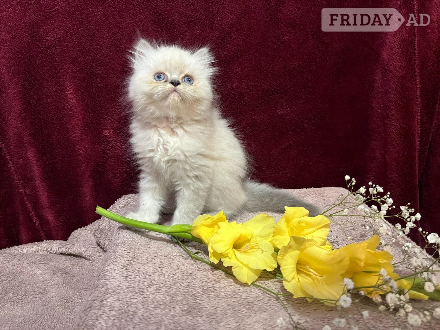 READY NOW. 3 STUNNING COLOURPOINT PERSIAN BOYS - Cats & Kittens