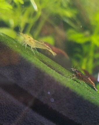 20 Aquarium shrimp.Please read description for full details.